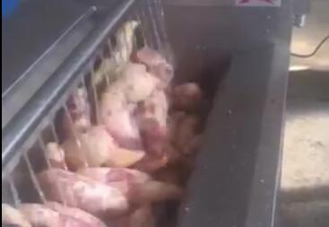 根莖類全自動(dòng)洗菜機(jī)-紅薯、馬鈴薯智能洗菜機(jī)